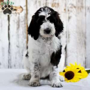 Ashley, Goldendoodle Puppy